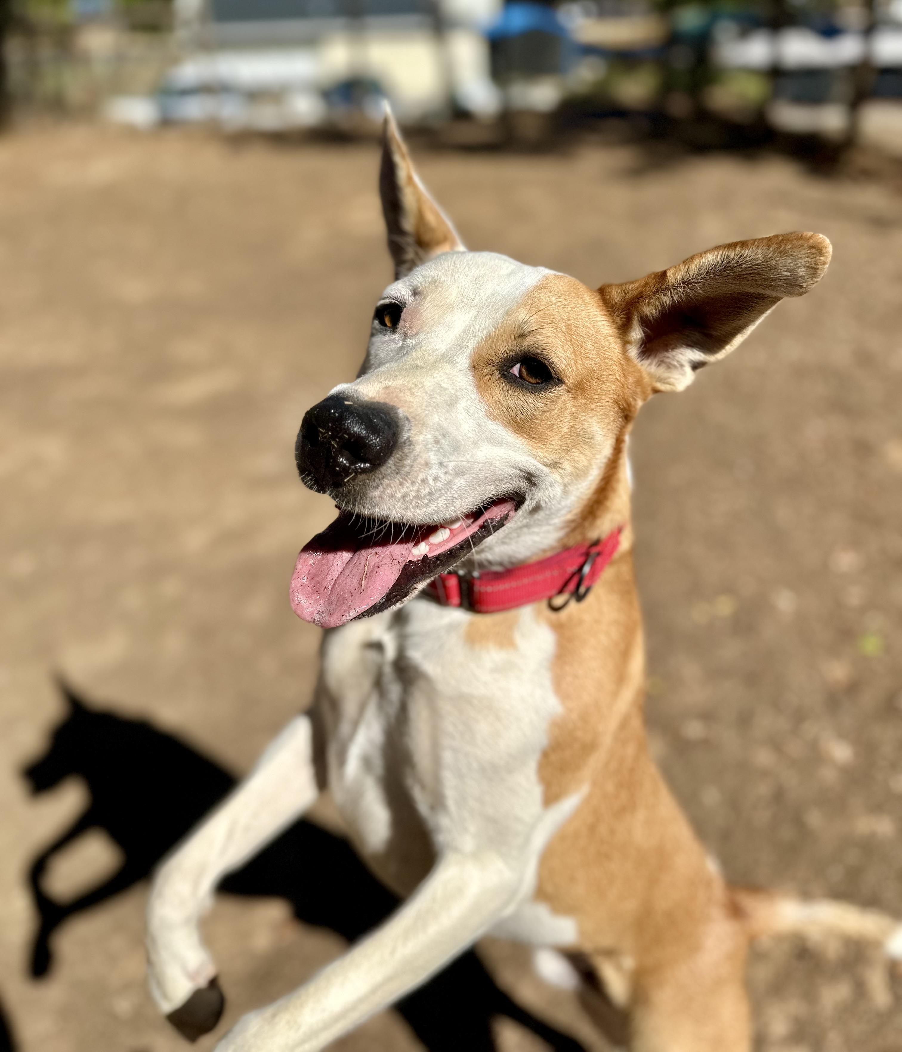 Bentley 0224, an adoptable Pit Bull Terrier in Sonora, CA, 95370 | Photo Image 3