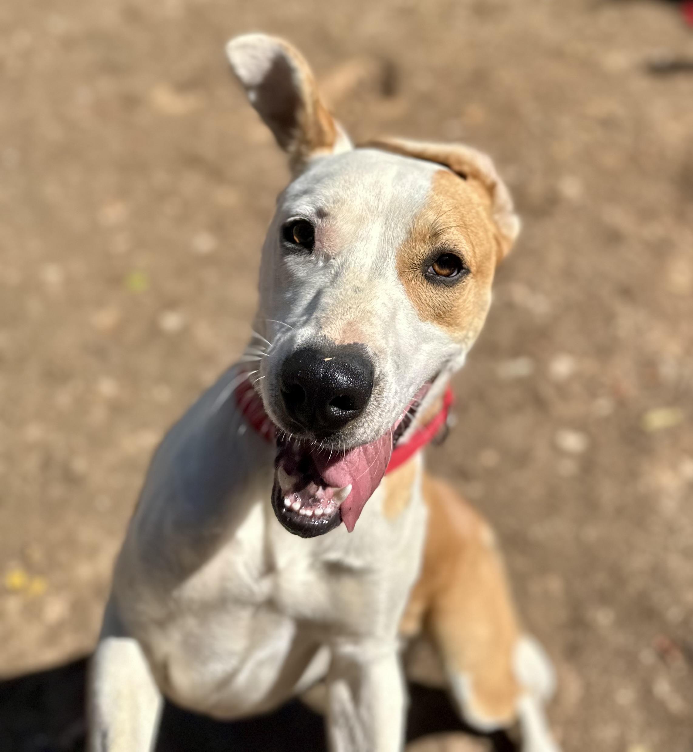 Bentley 0224, an adoptable Pit Bull Terrier in Sonora, CA, 95370 | Photo Image 4
