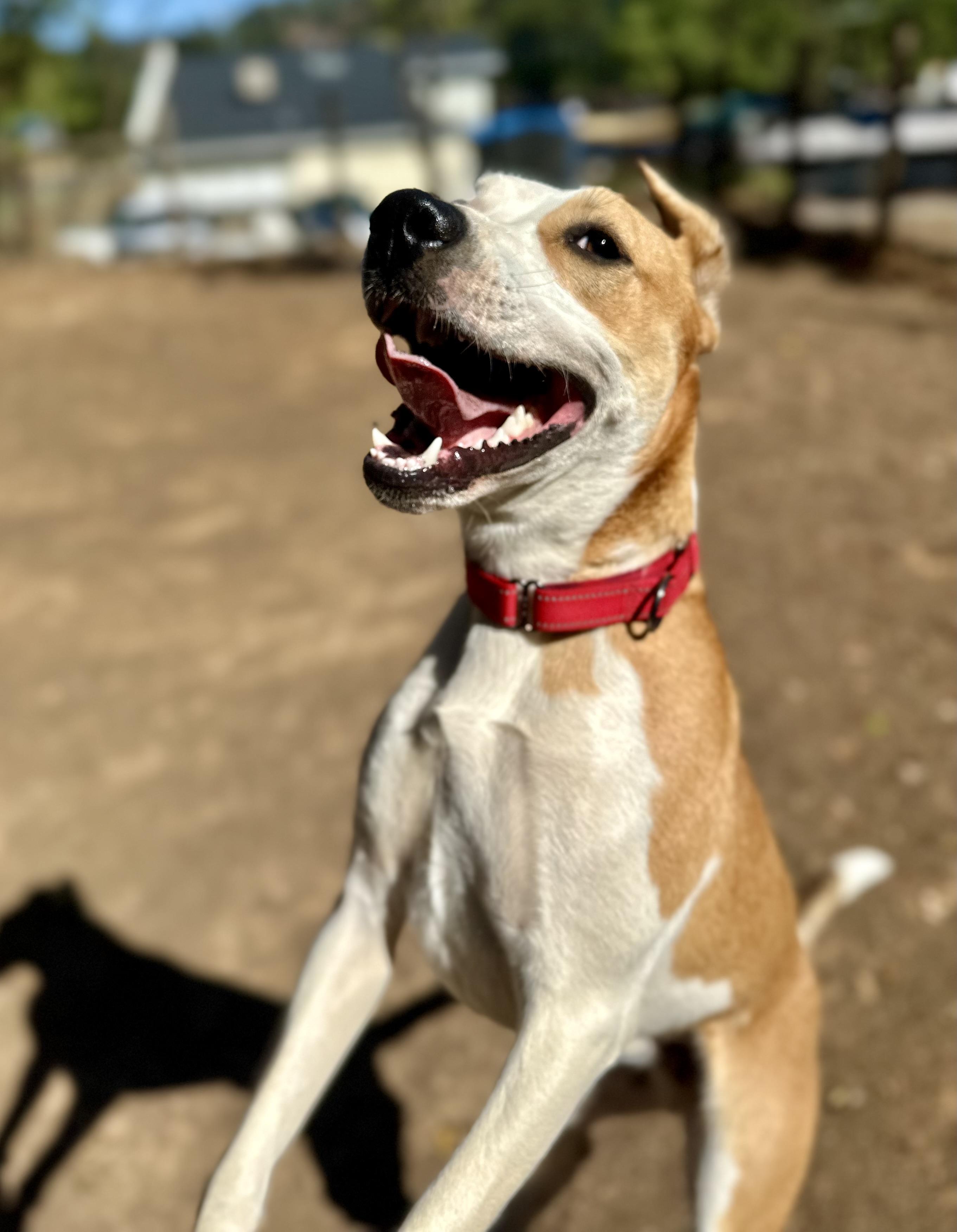 Bentley 0224, an adoptable Pit Bull Terrier in Sonora, CA, 95370 | Photo Image 5