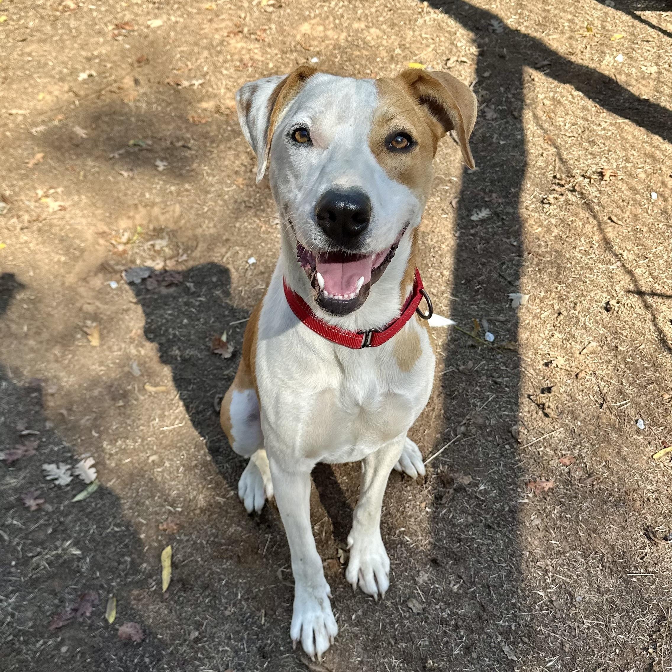 Bentley 0224, an adoptable Pit Bull Terrier in Sonora, CA, 95370 | Photo Image 1