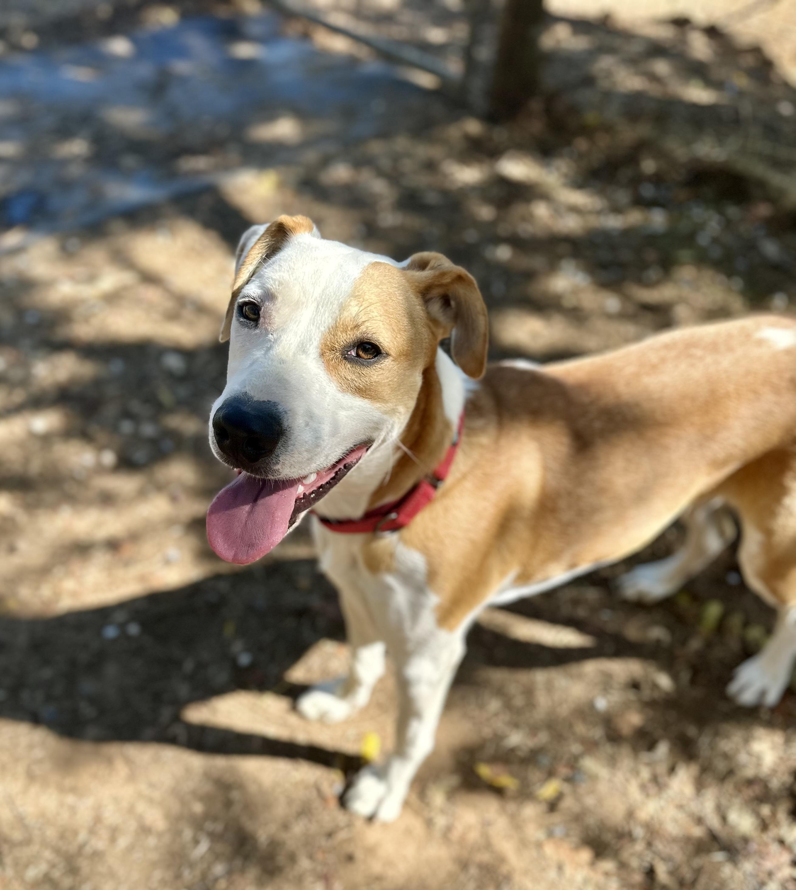Bentley 0224, an adoptable Pit Bull Terrier in Sonora, CA, 95370 | Photo Image 6