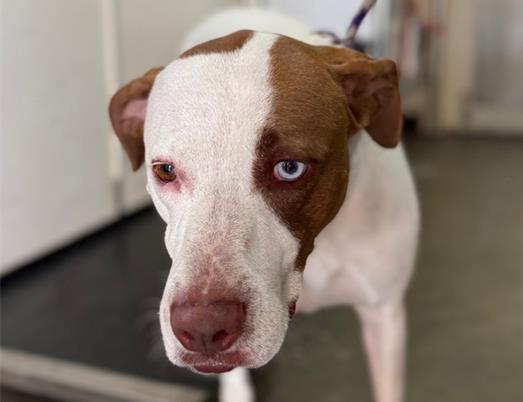 CORAL, Adoptable, Adult Female Catahoula Leopard Dog.