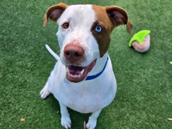 CORAL, Adoptable, Adult Female Catahoula Leopard Dog.