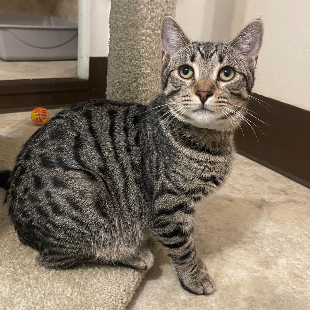 Gianna, Adoptable, Kitten Female Domestic Short Hair.