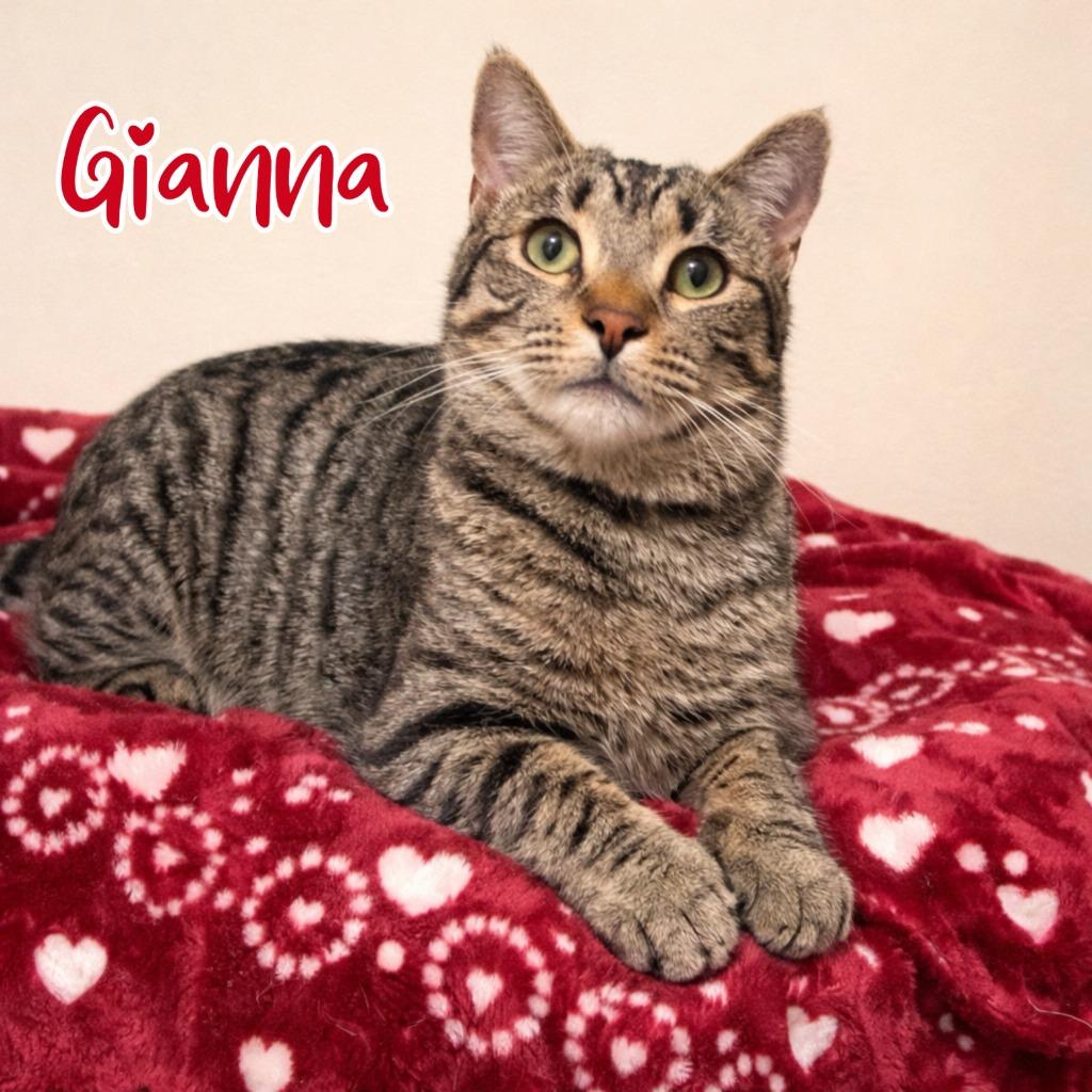 Gianna, a Adoptable mixed breed in Cambria, CA image 2/6