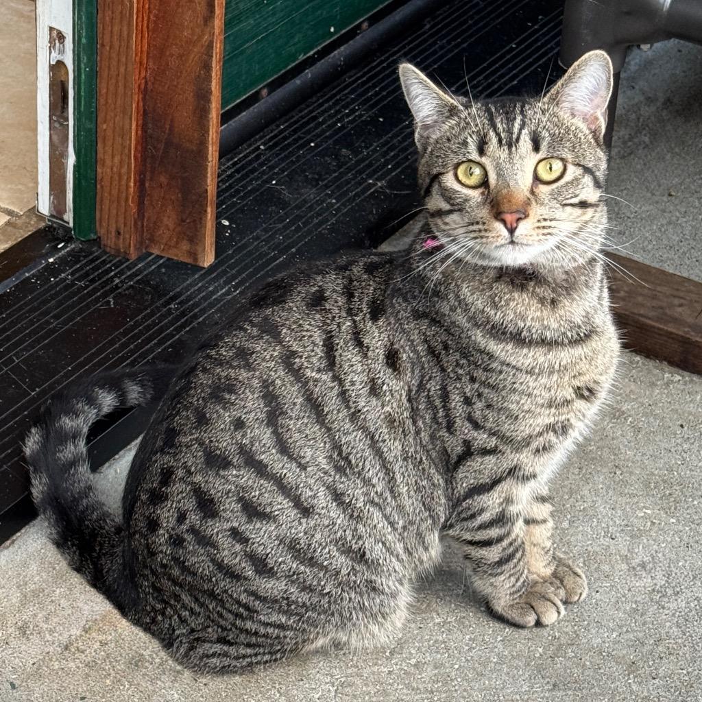 Gianna, a Adoptable mixed breed in Cambria, CA image 4/6