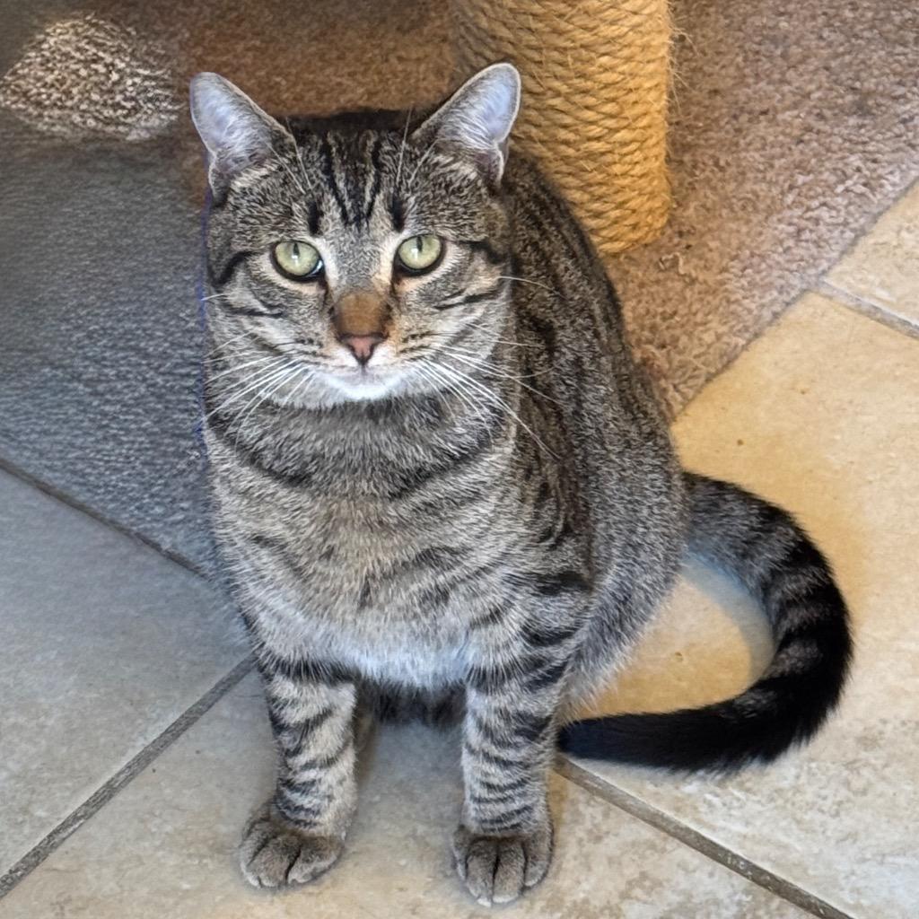 Gianna, a Adoptable mixed breed in Cambria, CA image 5/6