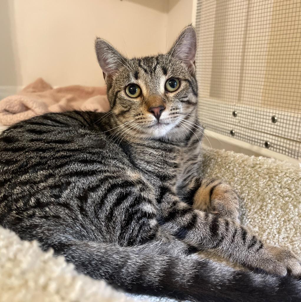 Gianna, a Adoptable mixed breed in Cambria, CA image 6/6