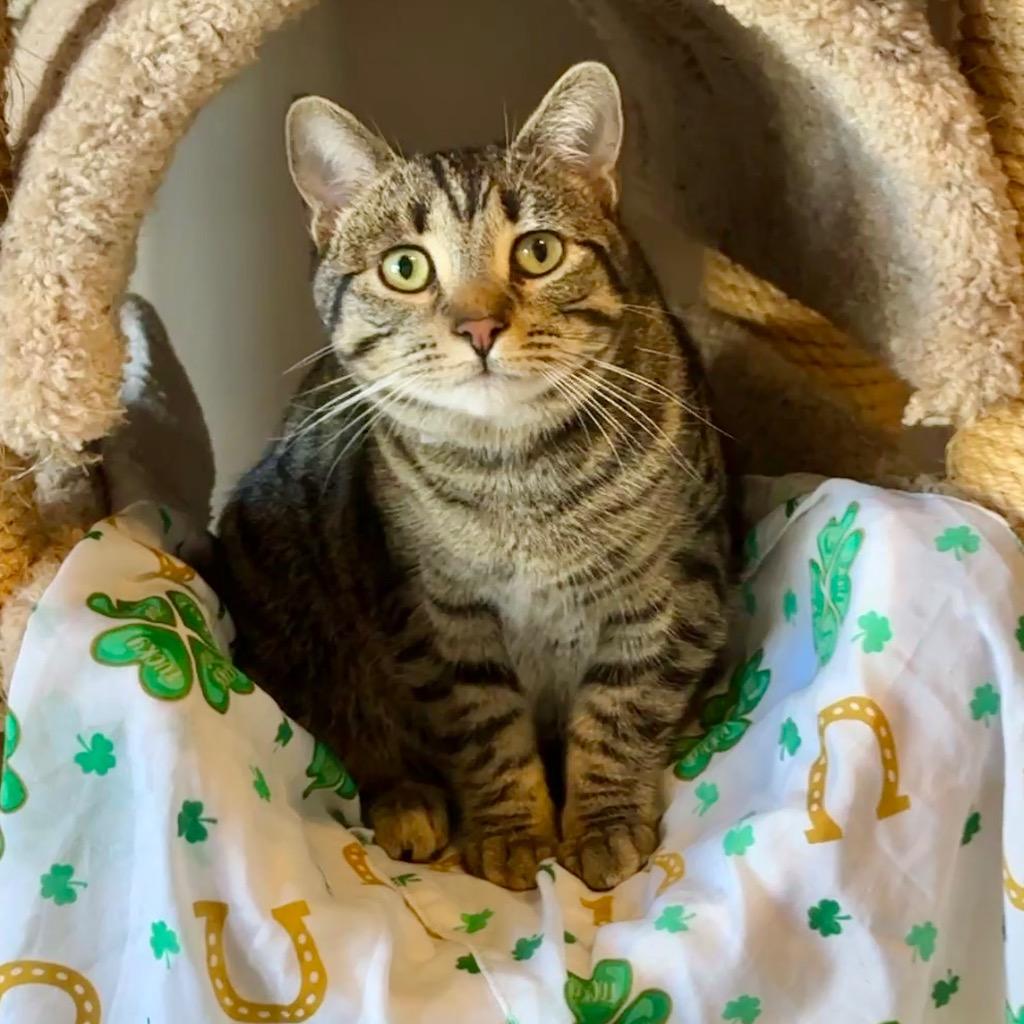 Enlarge Gianna, a Adoptable mixed breed in Cambria, CA image 6/6