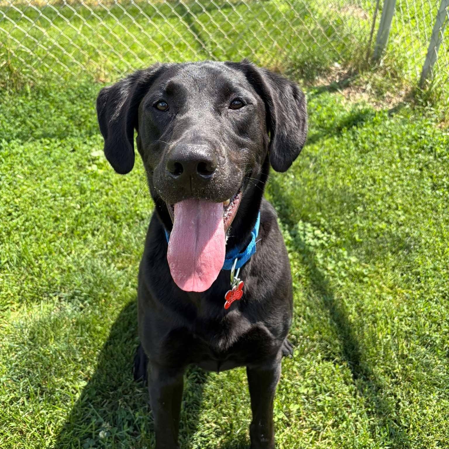 Smokey, a ADOPTABLE Labrador Retriever in Valparaiso, IN image 2/2