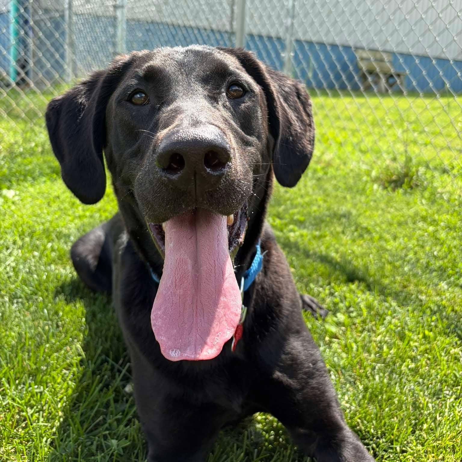 Smokey, ADOPTABLE, Adult Male Labrador Retriever.