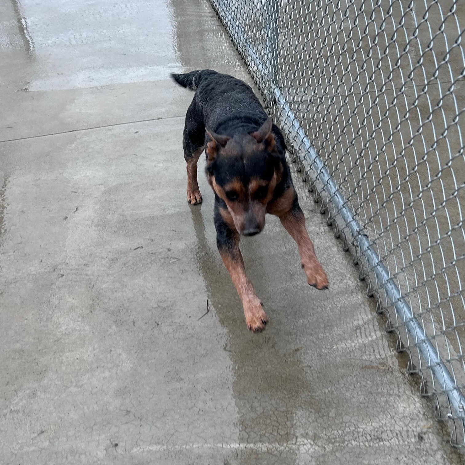 Enlarge Jack, a ADOPTABLE Australian Cattle Dog / Blue Heeler in Seneca, PA image 2/2