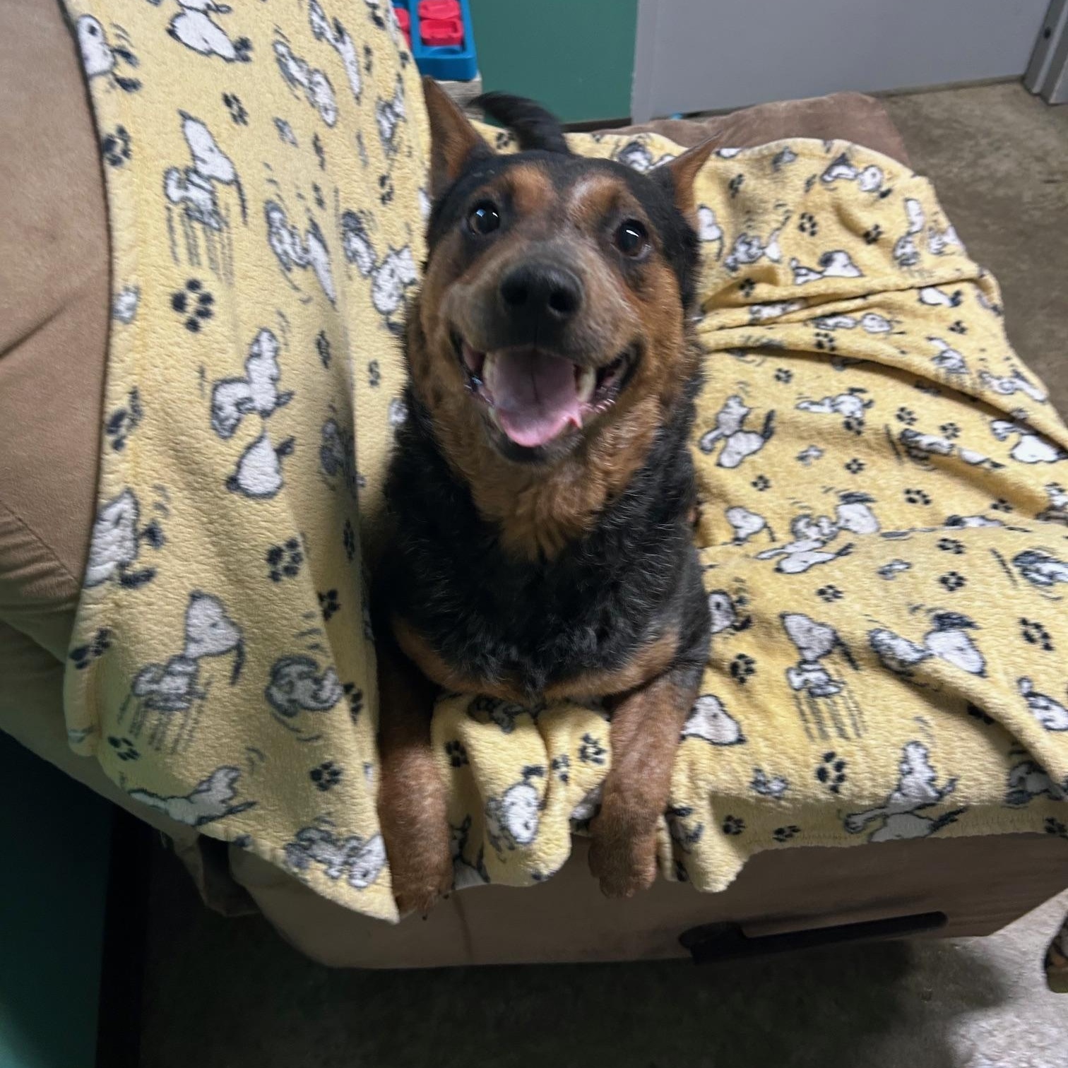 Enlarge Jack, a ADOPTABLE Australian Cattle Dog / Blue Heeler in Seneca, PA image 1/2