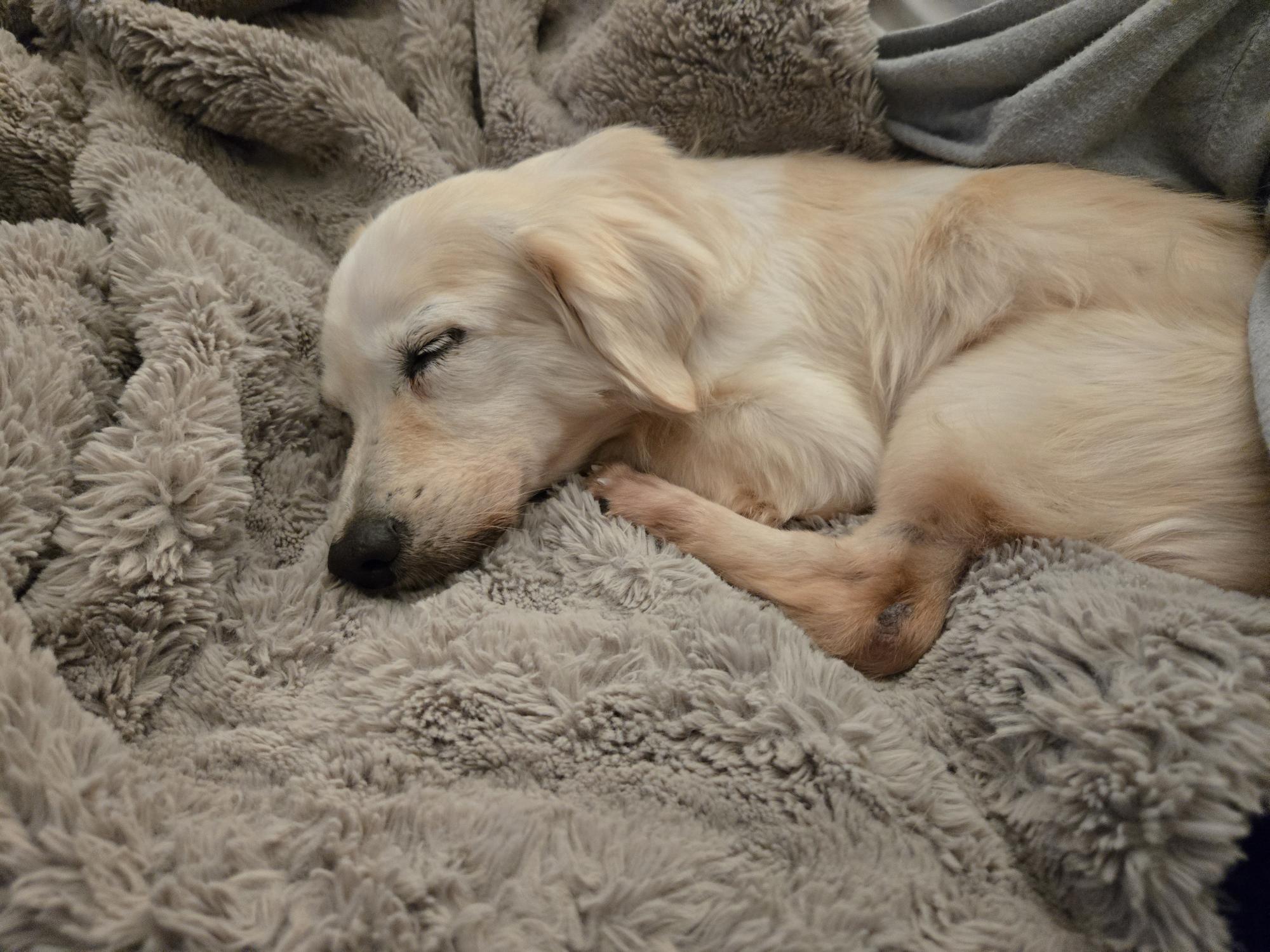 Molly, an adopted mixed breed in Guelph, ON image 1/4