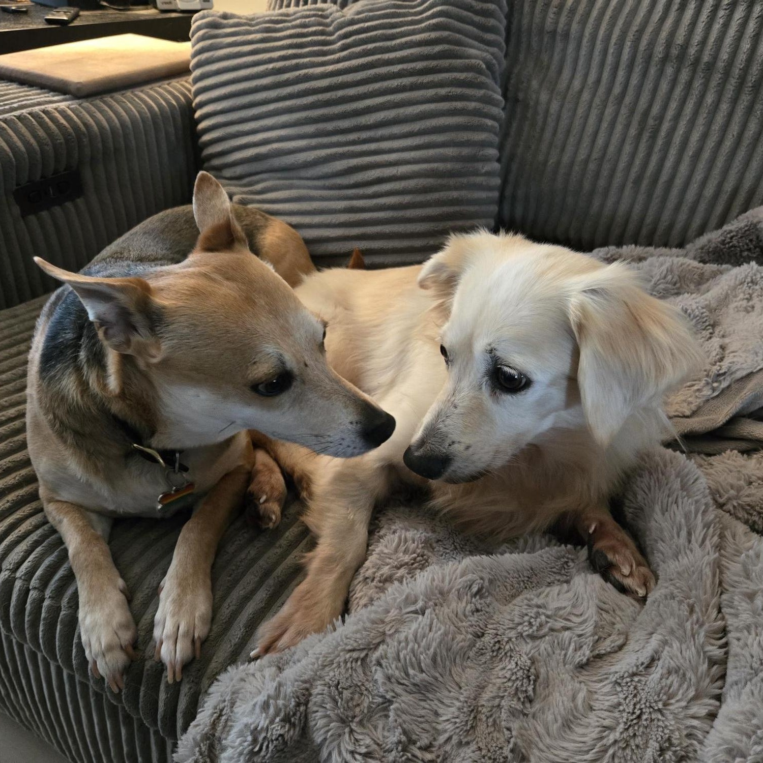 Molly, an adopted mixed breed in Guelph, ON image 3/4