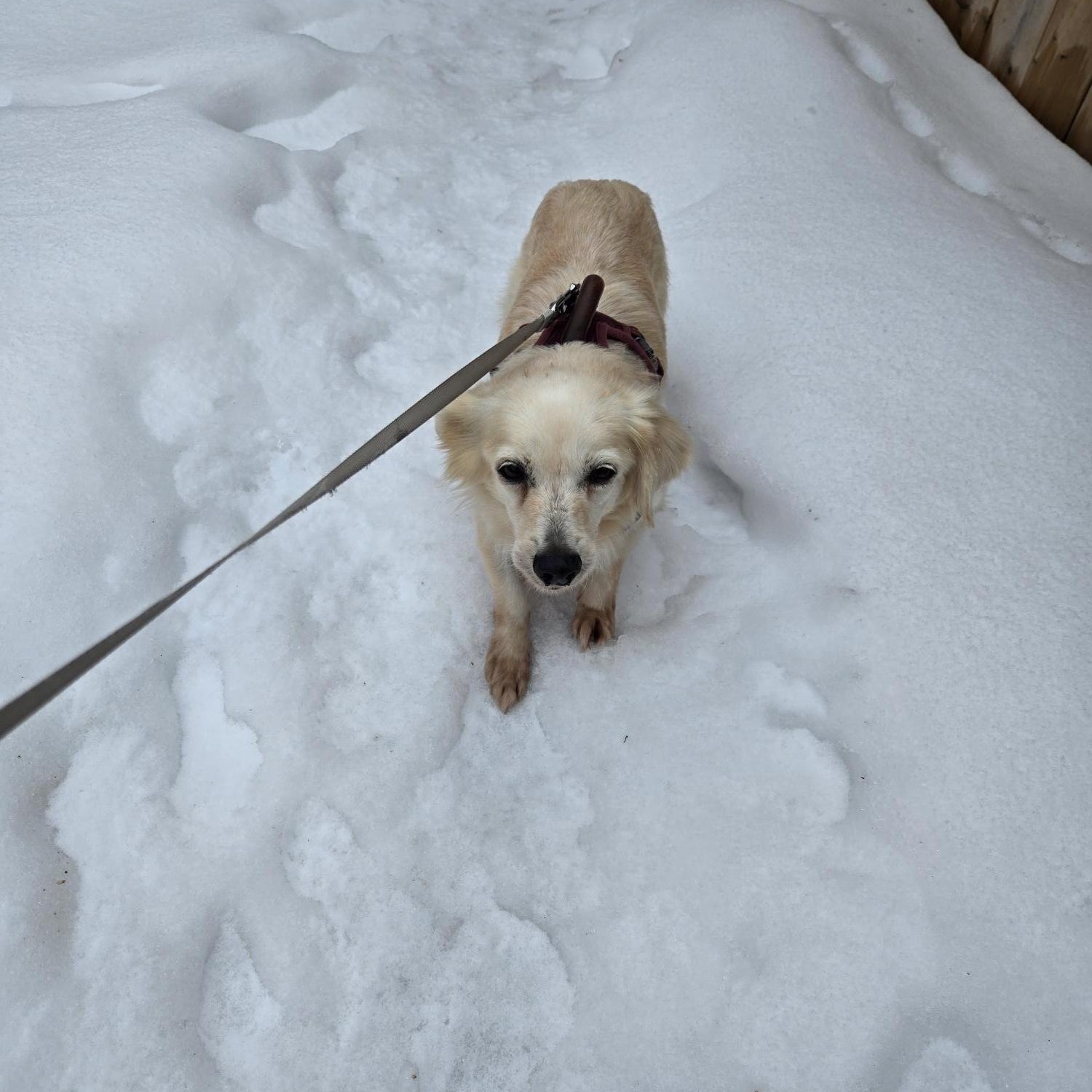 Molly, an adopted mixed breed in Guelph, ON image 2/4