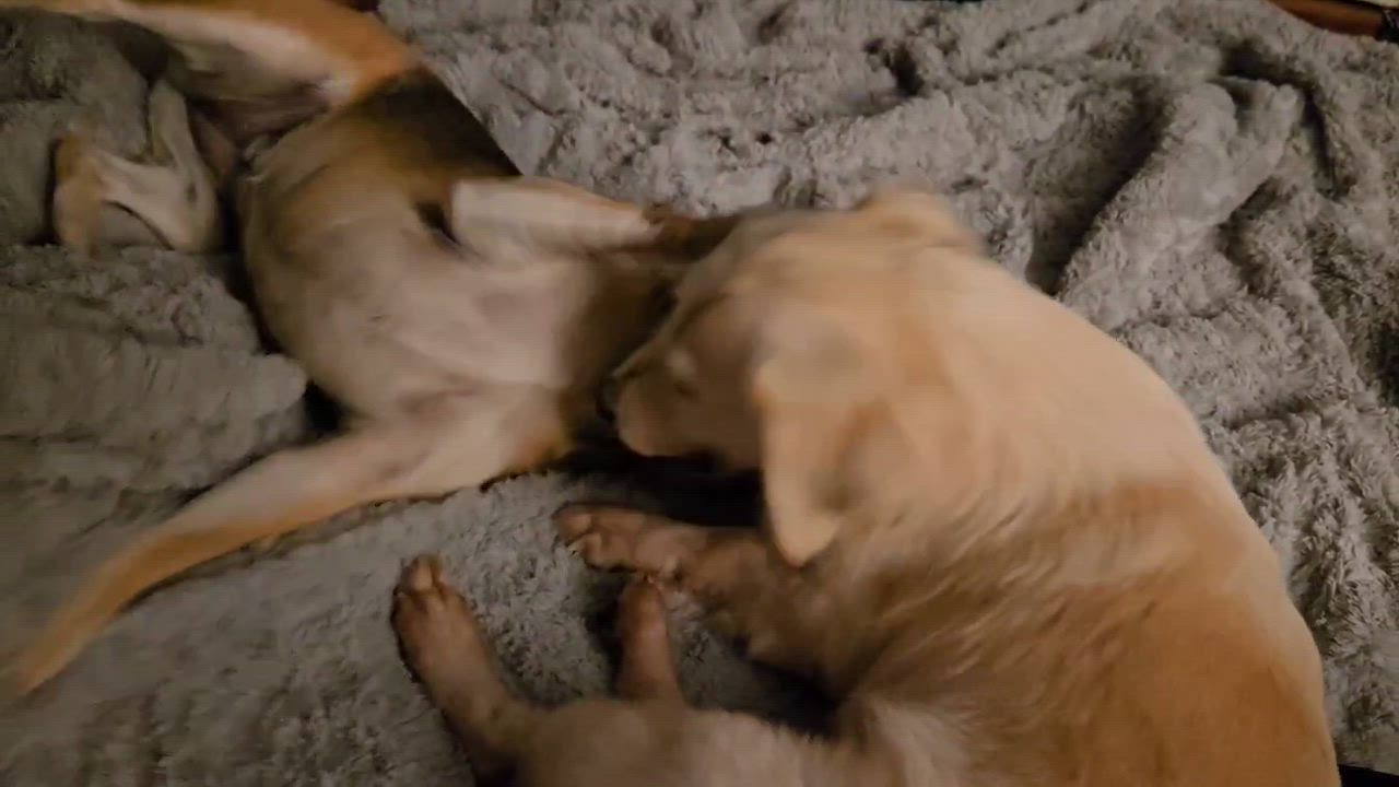 Enlarge Molly, an adopted mixed breed in Guelph, ON video 4/4