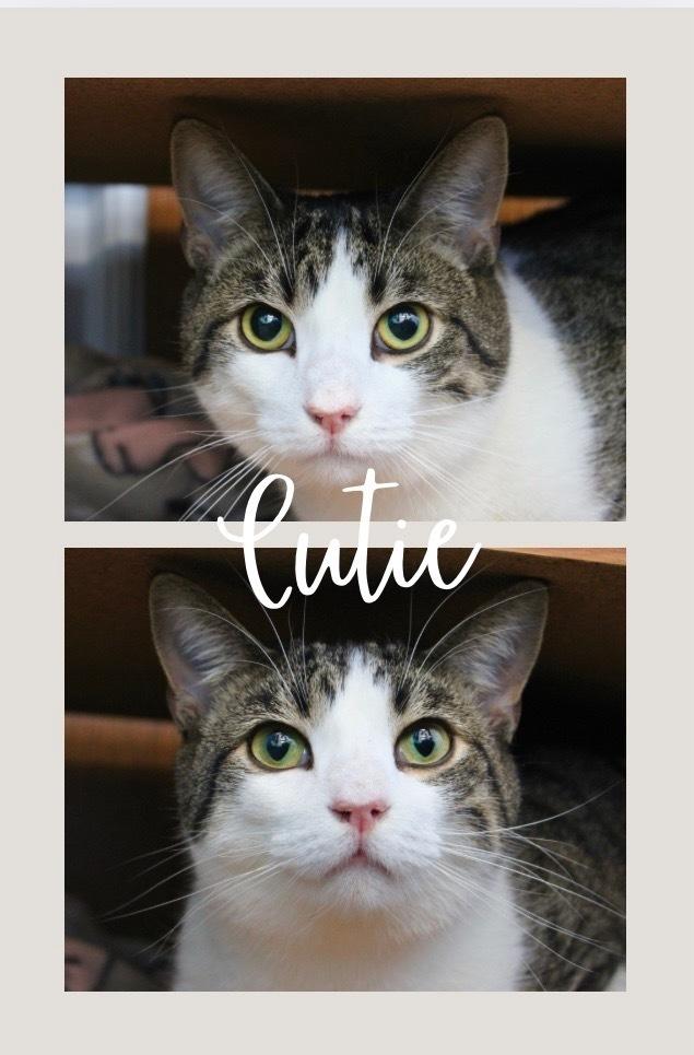 Cutie, Adoptable, Adult Male Domestic Short Hair.