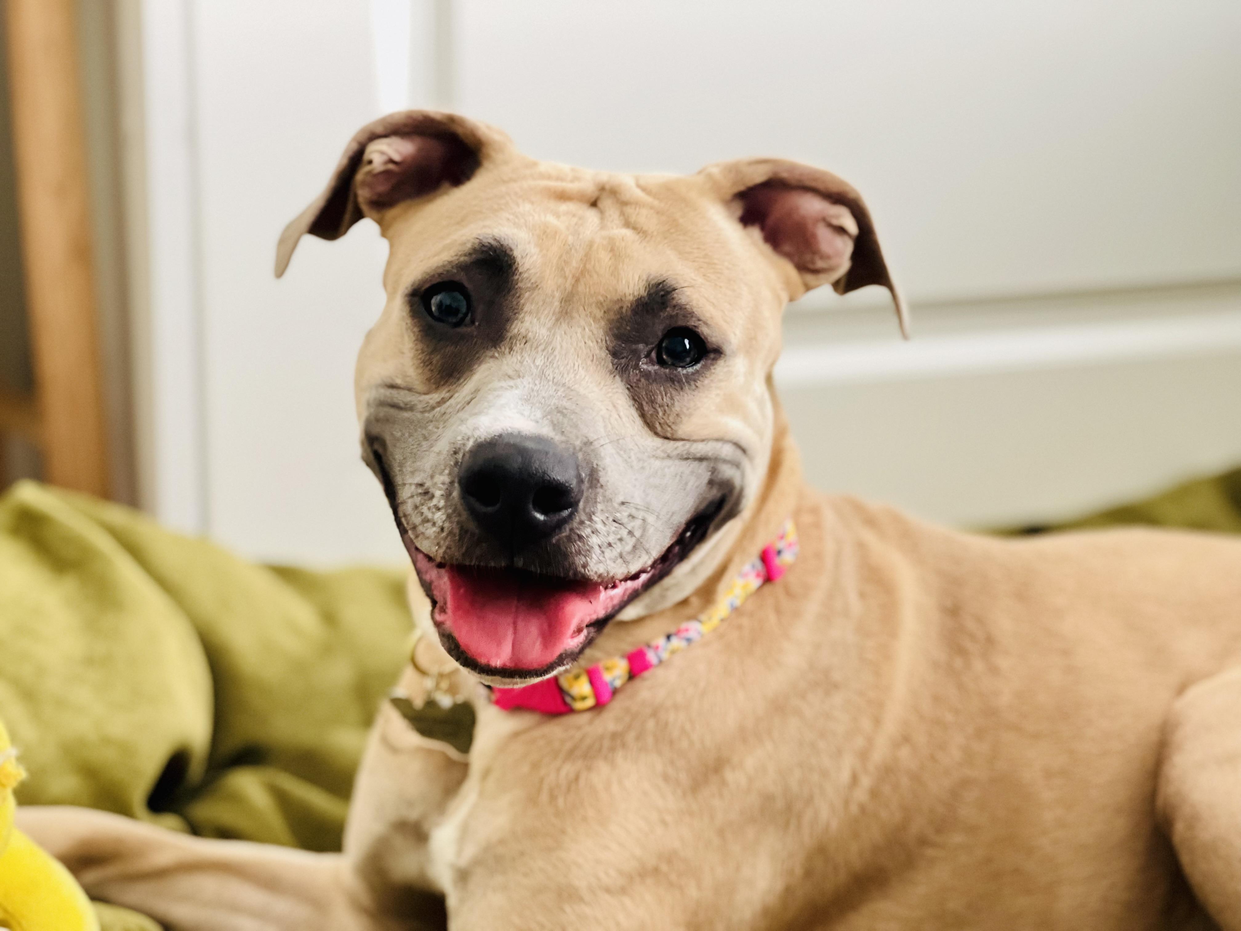 Enlarge Tommi Girl, a Adoptable mixed breed in Twin Falls, ID image 1/6