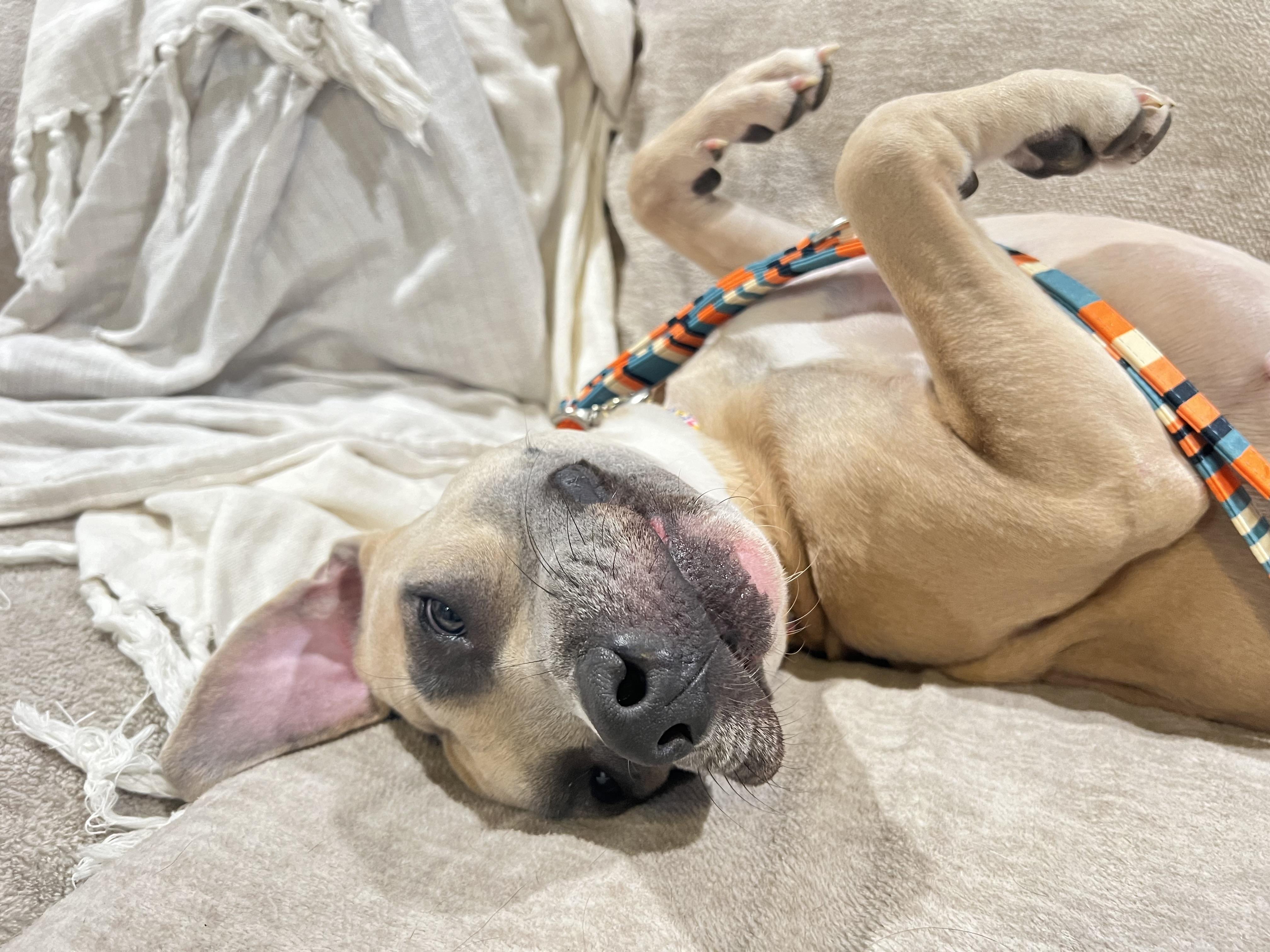 Enlarge Tommi Girl, a Adoptable mixed breed in Twin Falls, ID image 2/6