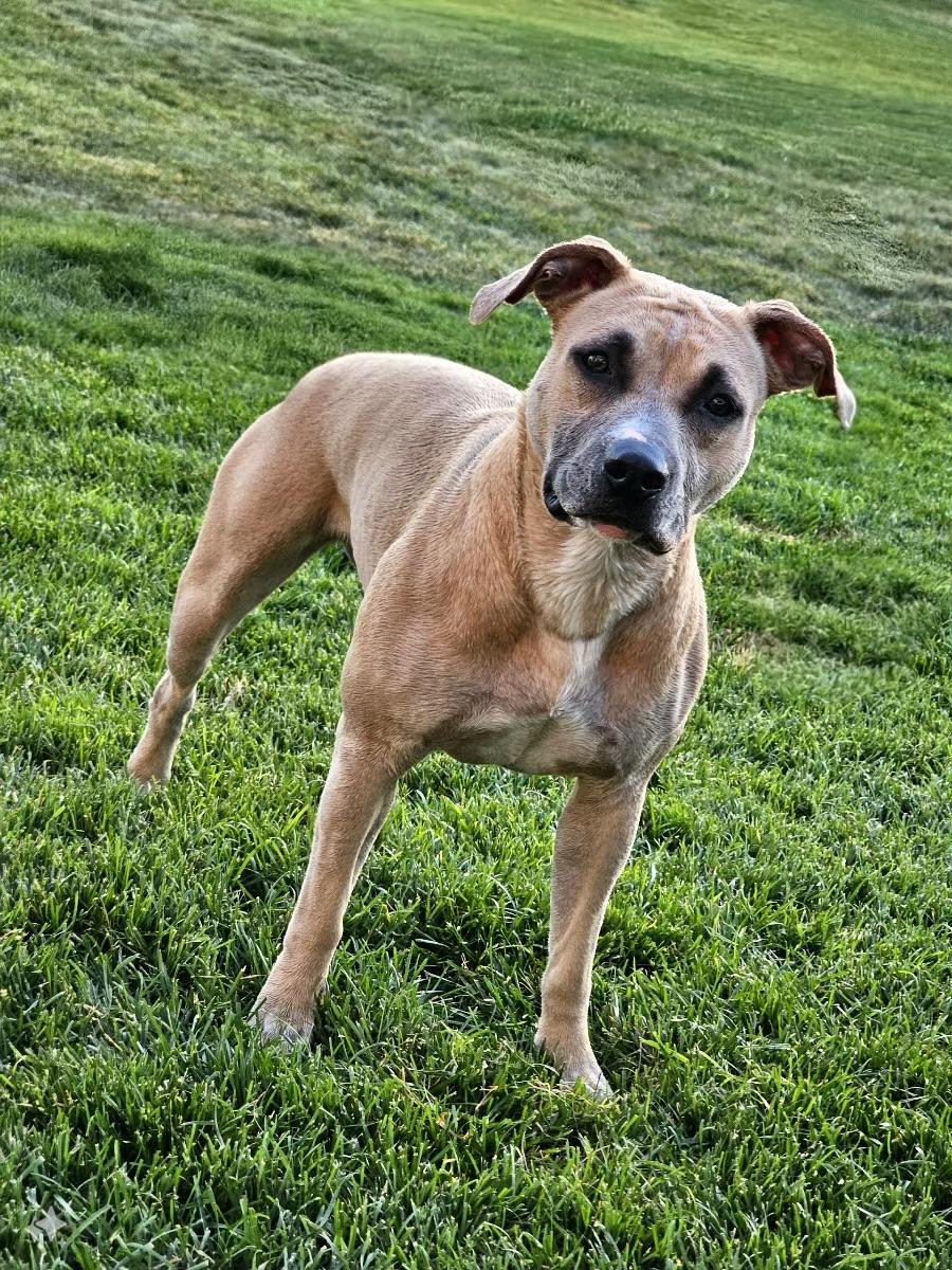 Enlarge Tommi Girl, a Adoptable mixed breed in Twin Falls, ID image 4/6