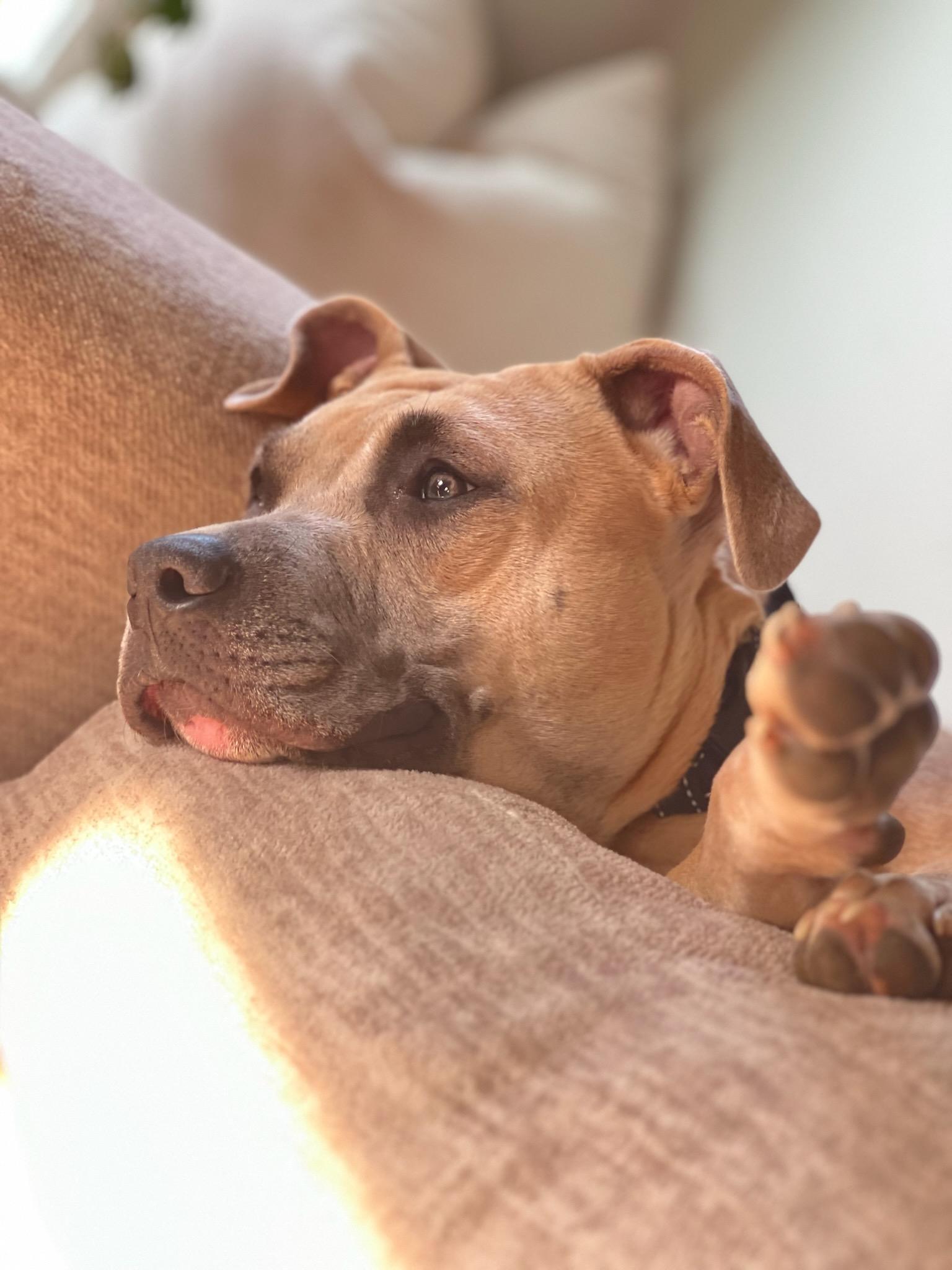 Enlarge Tommi Girl, a Adoptable mixed breed in Twin Falls, ID image 5/6