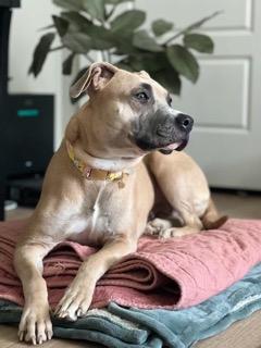 Tommi Girl thumbnail 6