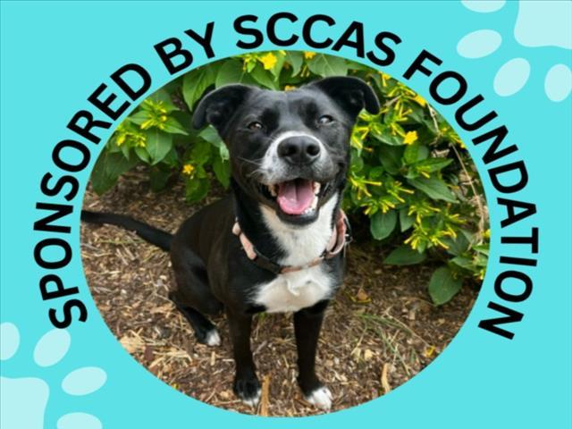 LILITH, Adoptable, Young Female Pit Bull Terrier & Labrador Retriever.