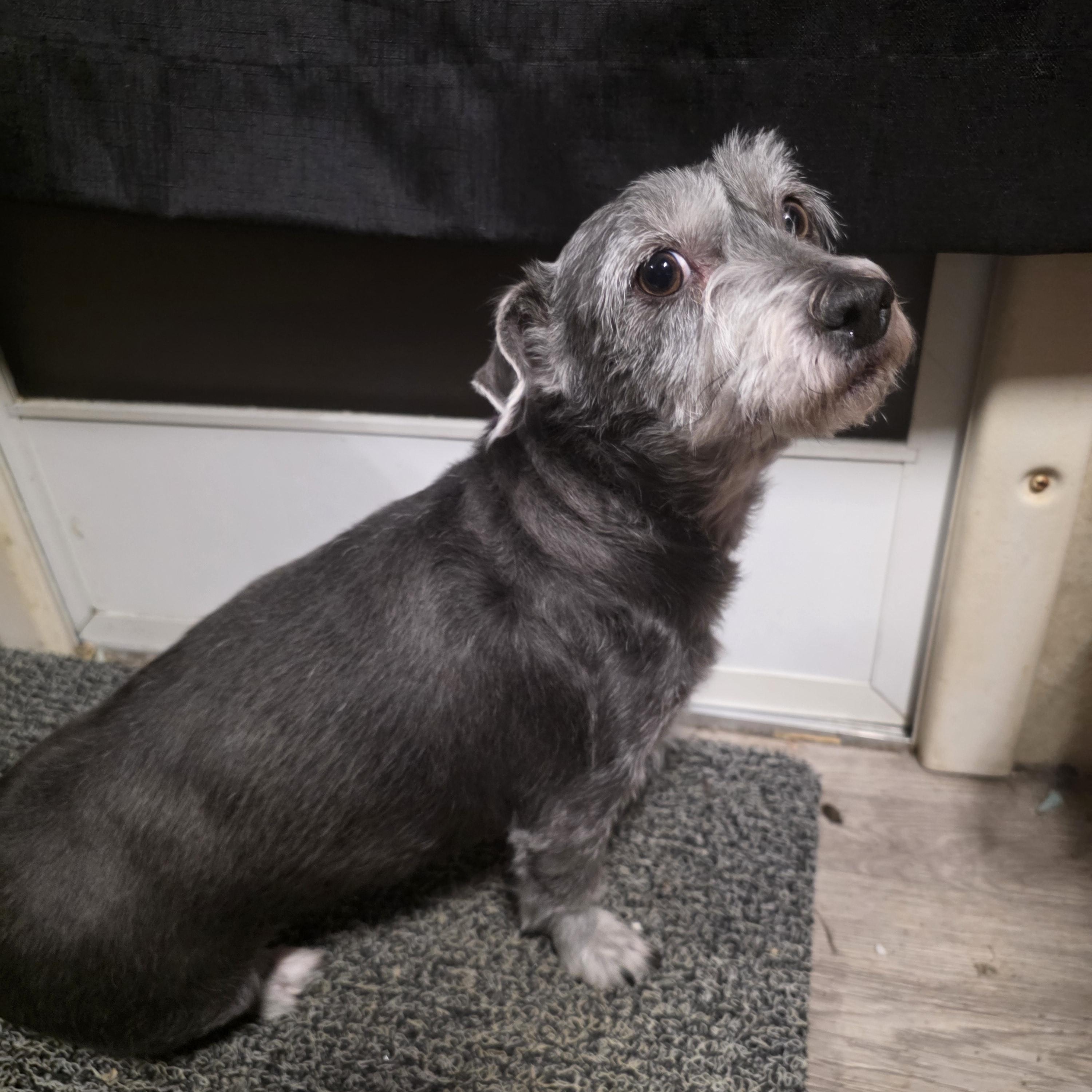 Pepper, an adopted mixed breed in Owensboro, KY image 2/3