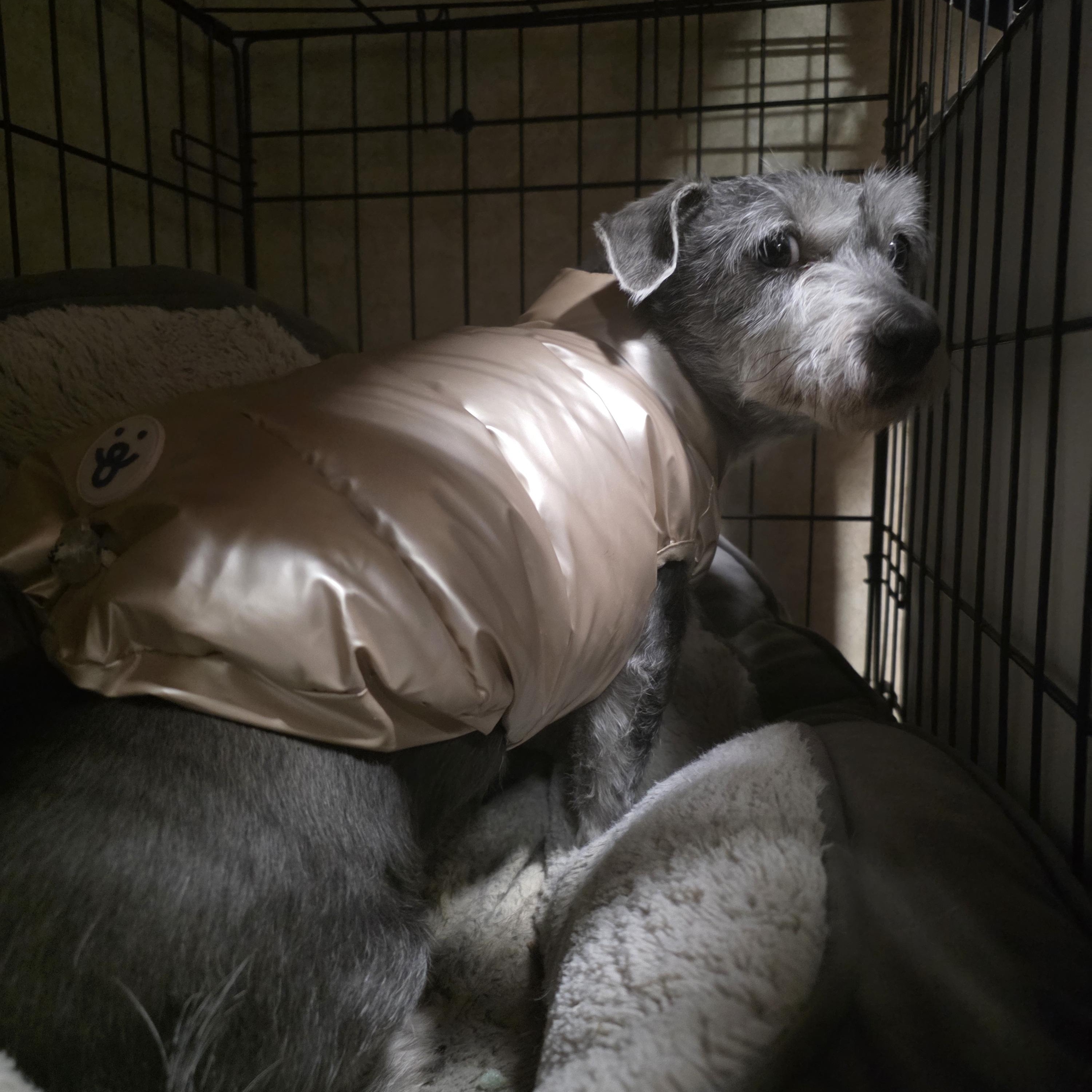 Pepper, an adopted mixed breed in Owensboro, KY image 3/3