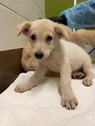 Enlarge Folio, a Adoptable mixed breed in Wichita, KS image 1/2