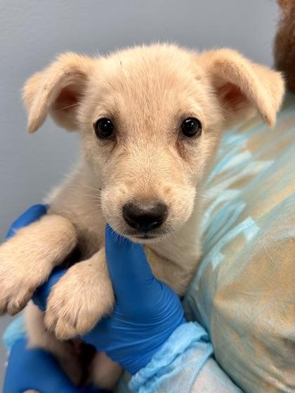 Enlarge Folio, a Adoptable mixed breed in Wichita, KS image 2/2