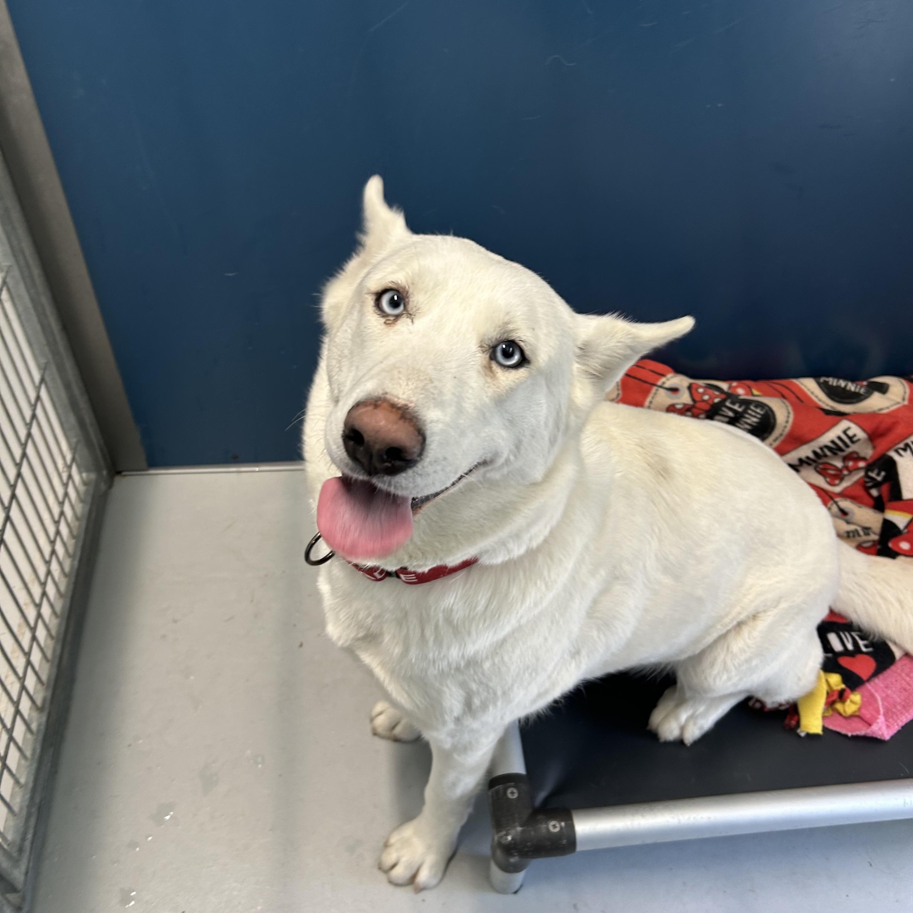 Enlarge ALASKA, a ADOPTABLE mixed breed in Arroyo Grande, CA image 3/4