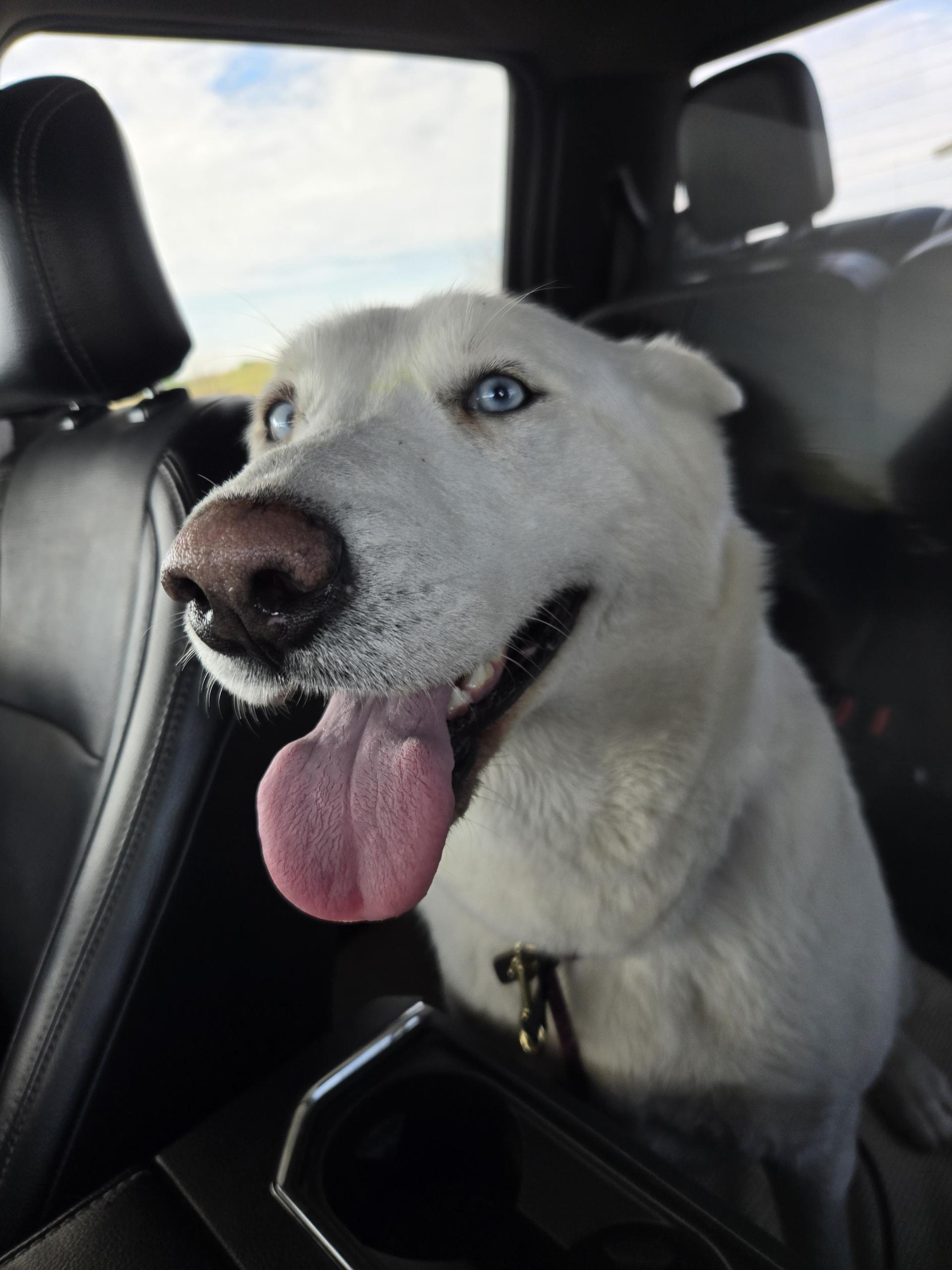Enlarge ALASKA, a ADOPTABLE mixed breed in Arroyo Grande, CA image 4/4