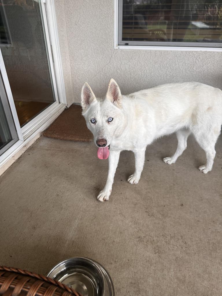 Enlarge ALASKA, a ADOPTABLE mixed breed in Arroyo Grande, CA image 2/4