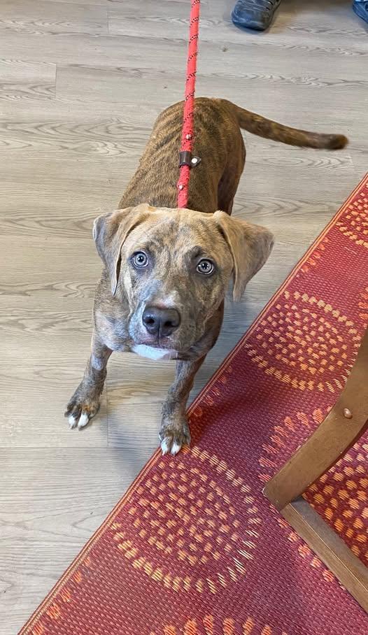 Frankie, Adopted, Puppy Female Labrador Retriever.