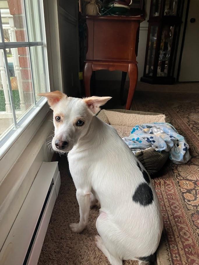 Enlarge Chucky, an adoptable mixed breed in Lisbon, OH image 1/6