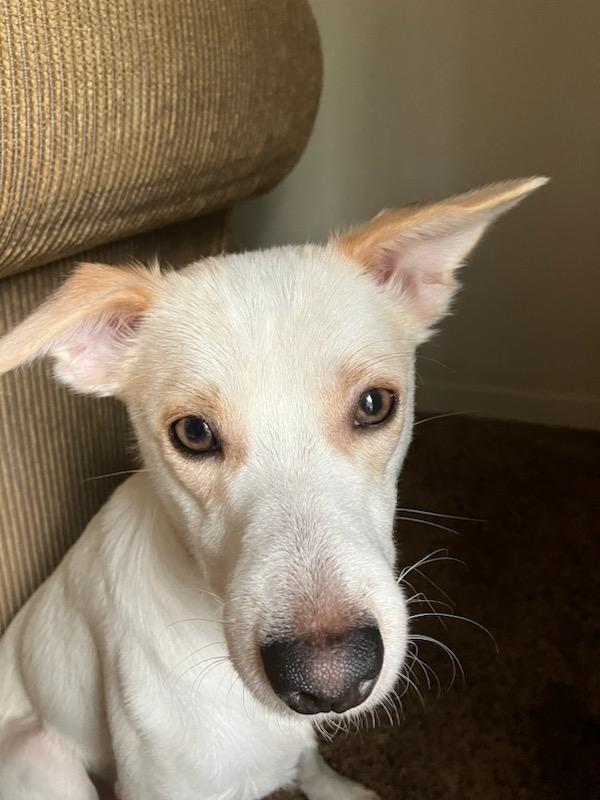 Enlarge Chucky, an adoptable mixed breed in Lisbon, OH image 2/6