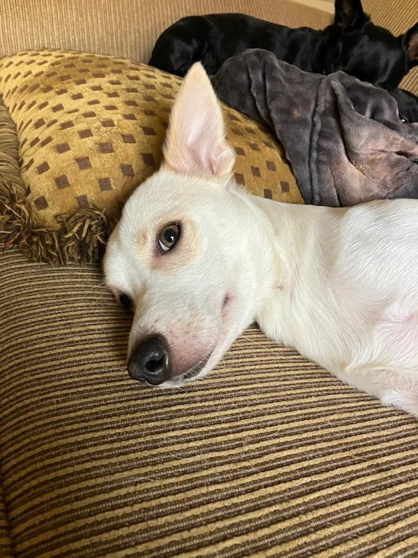 Enlarge Chucky, an adoptable mixed breed in Lisbon, OH image 4/6