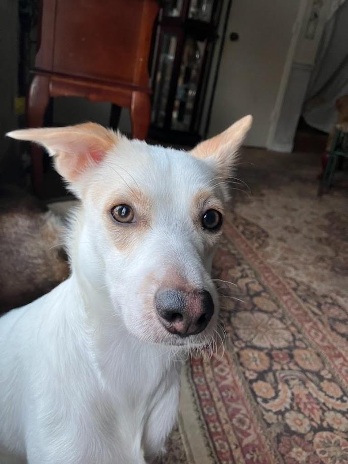 Enlarge Chucky, an adoptable mixed breed in Lisbon, OH image 5/6