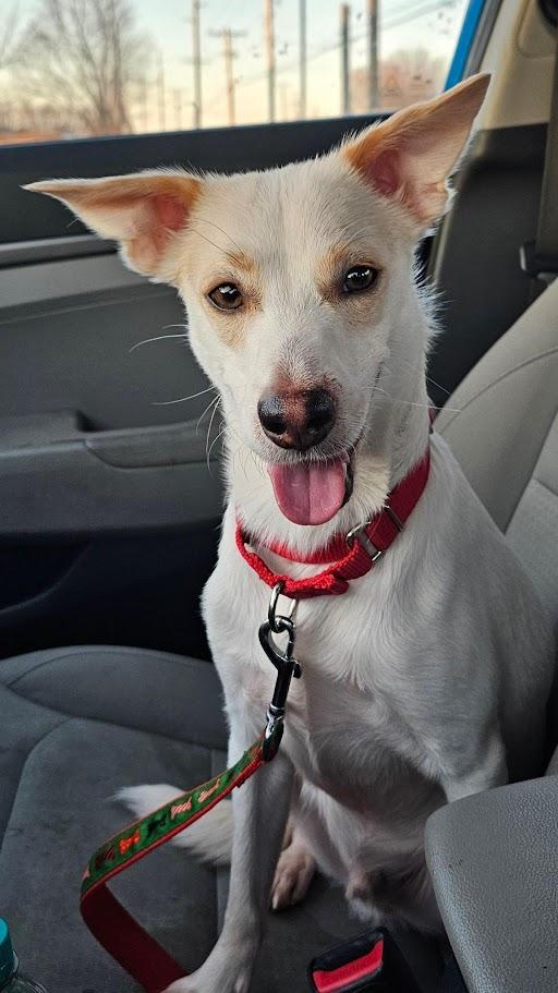 Enlarge Chucky, an adoptable mixed breed in Lisbon, OH image 3/6