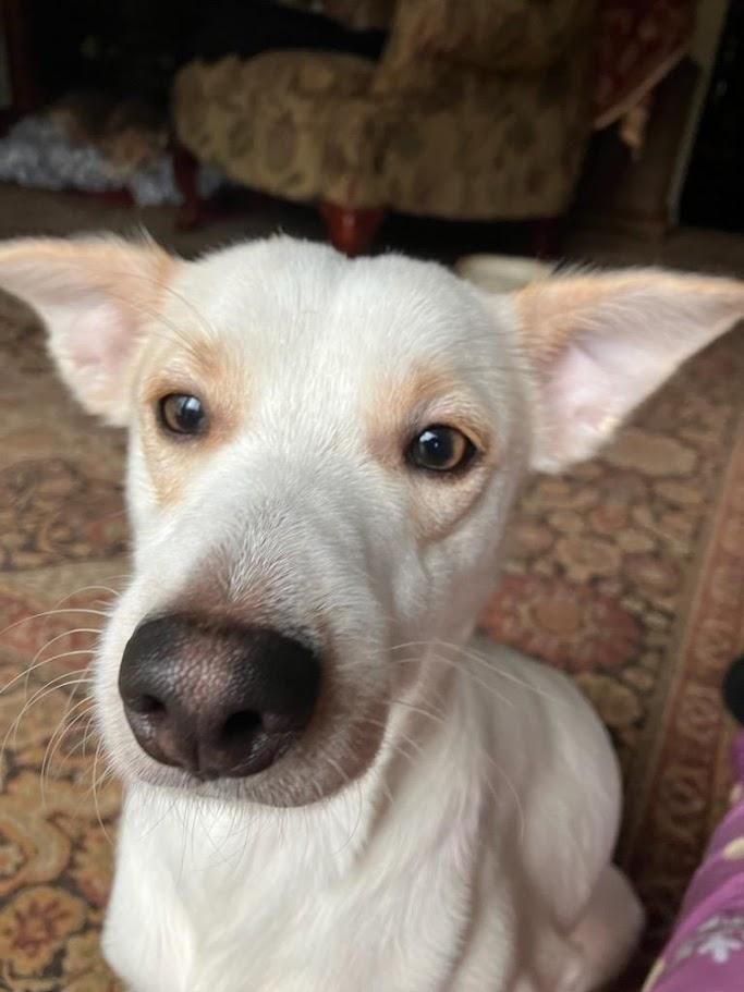 Enlarge Chucky, an adoptable mixed breed in Lisbon, OH image 6/6