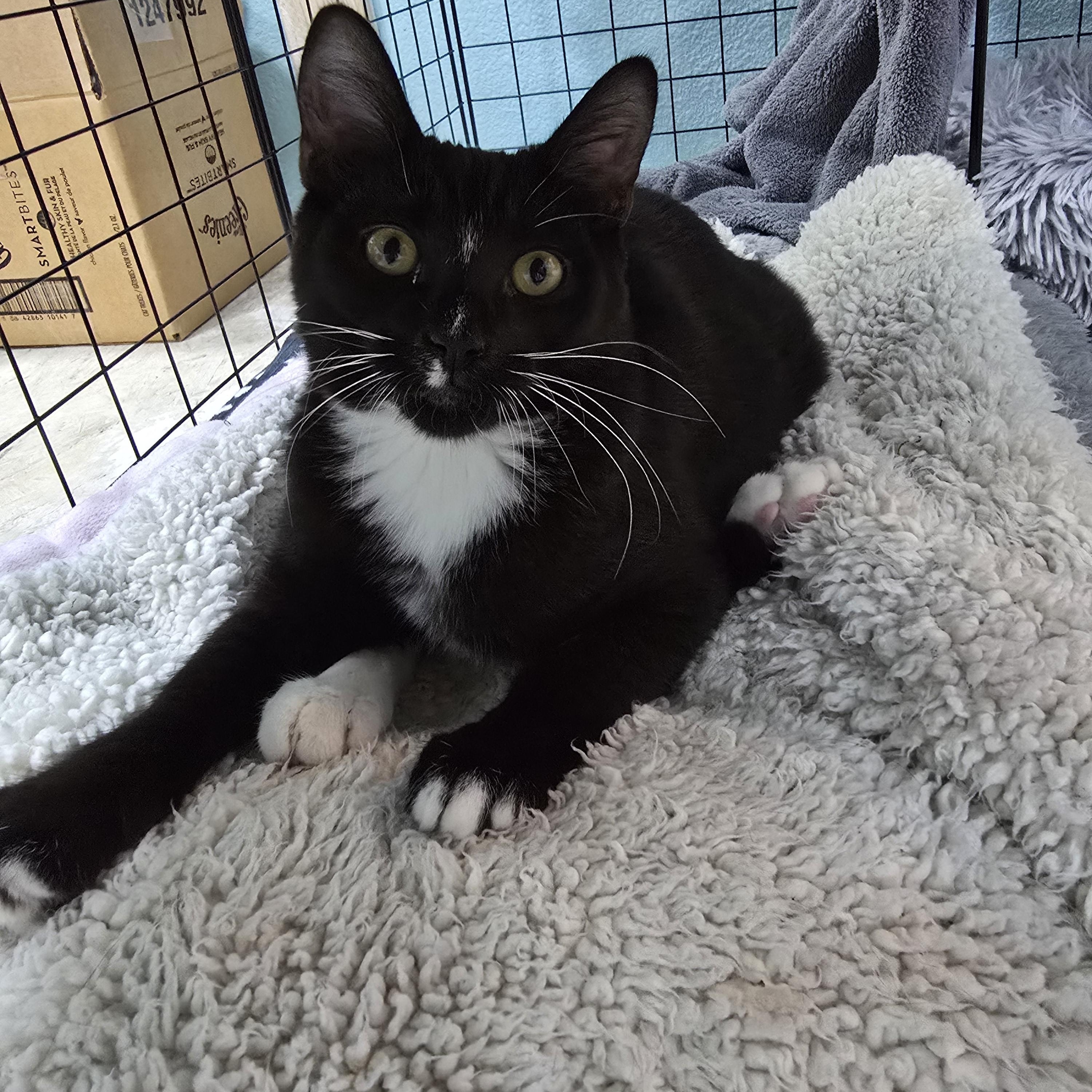 Enlarge Bones, a Adopted Domestic Short Hair in Arlington, WA image 2/3