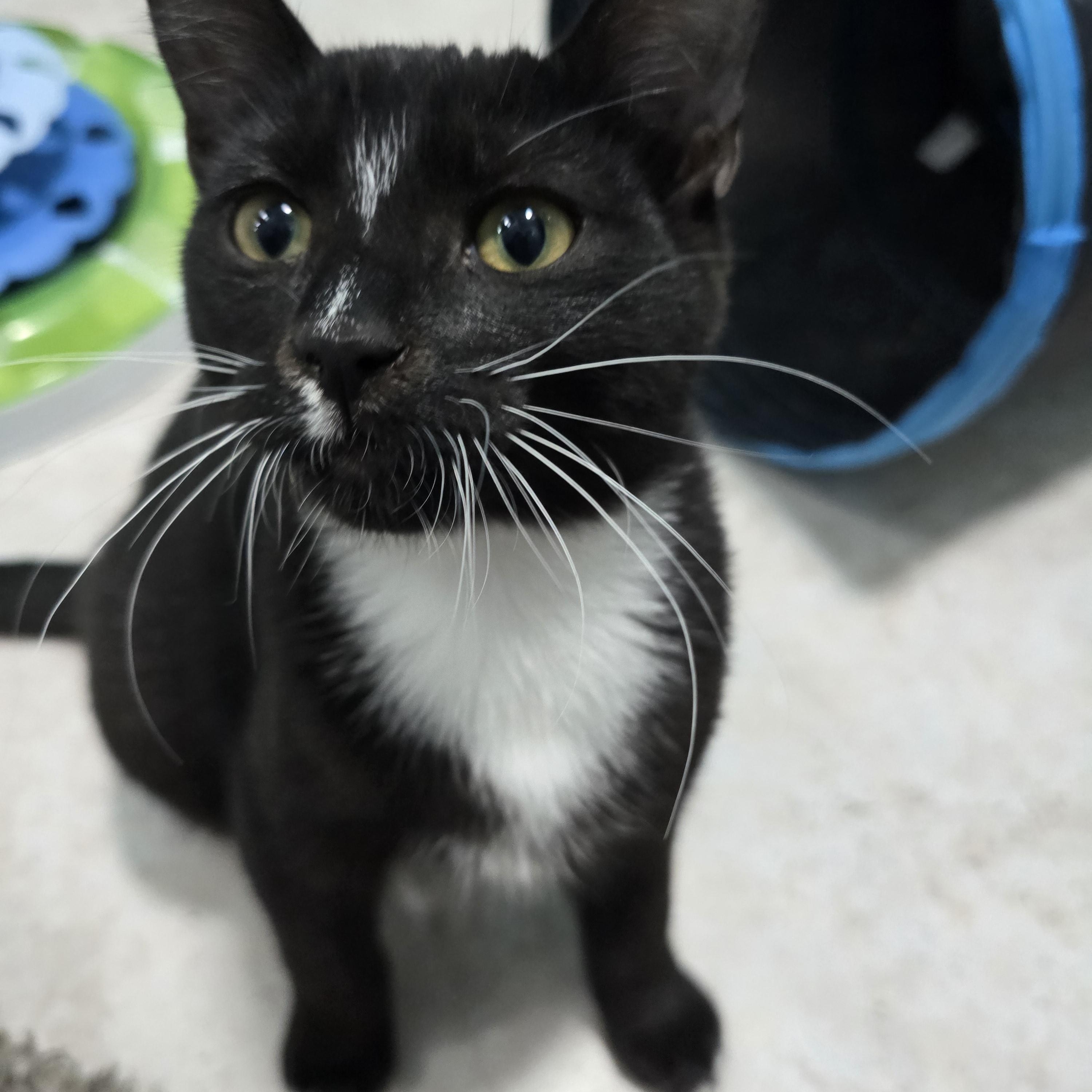 Enlarge Bones, a Adopted Domestic Short Hair in Arlington, WA image 3/3