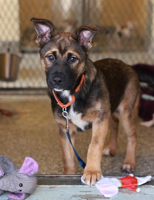 REESE, Adoptable, Puppy Female German Shepherd Dog & Mixed Breed.