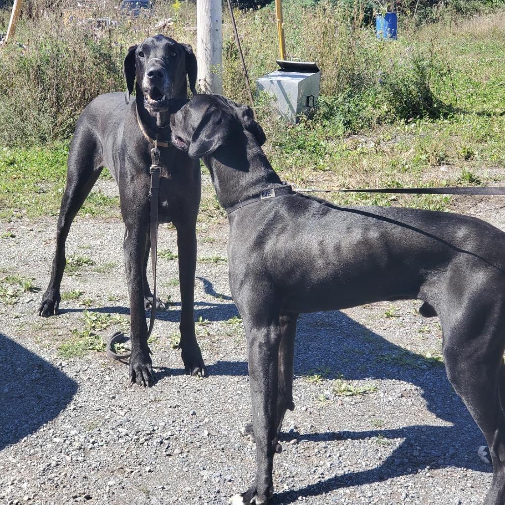 Rex, Adoptable, Young Male Great Dane.