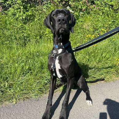Enlarge Rex, a Adoptable Great Dane in Springboro, OH image 2/2