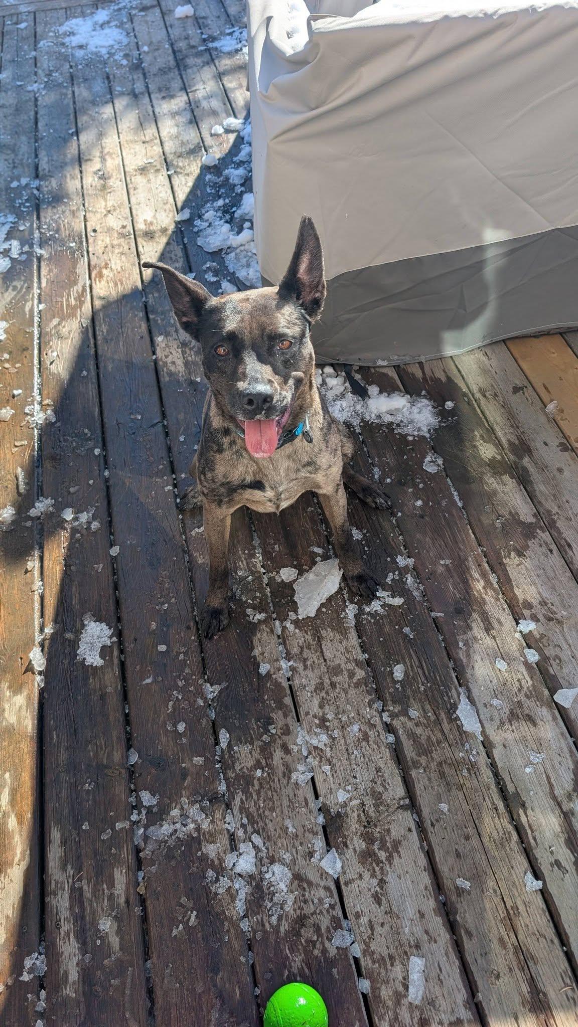 Enlarge Piper, a ADOPTABLE Catahoula Leopard Dog in Woodstock, ON image 4/6