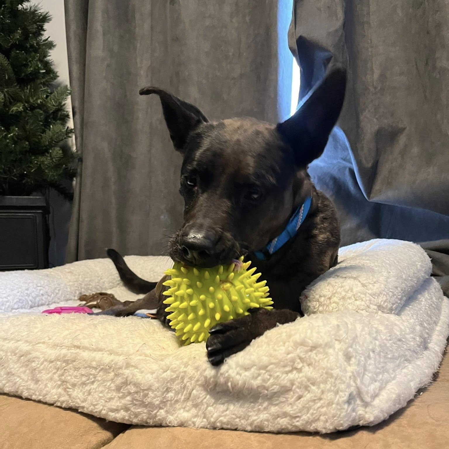 Enlarge Piper, a ADOPTABLE Catahoula Leopard Dog in Woodstock, ON image 1/6