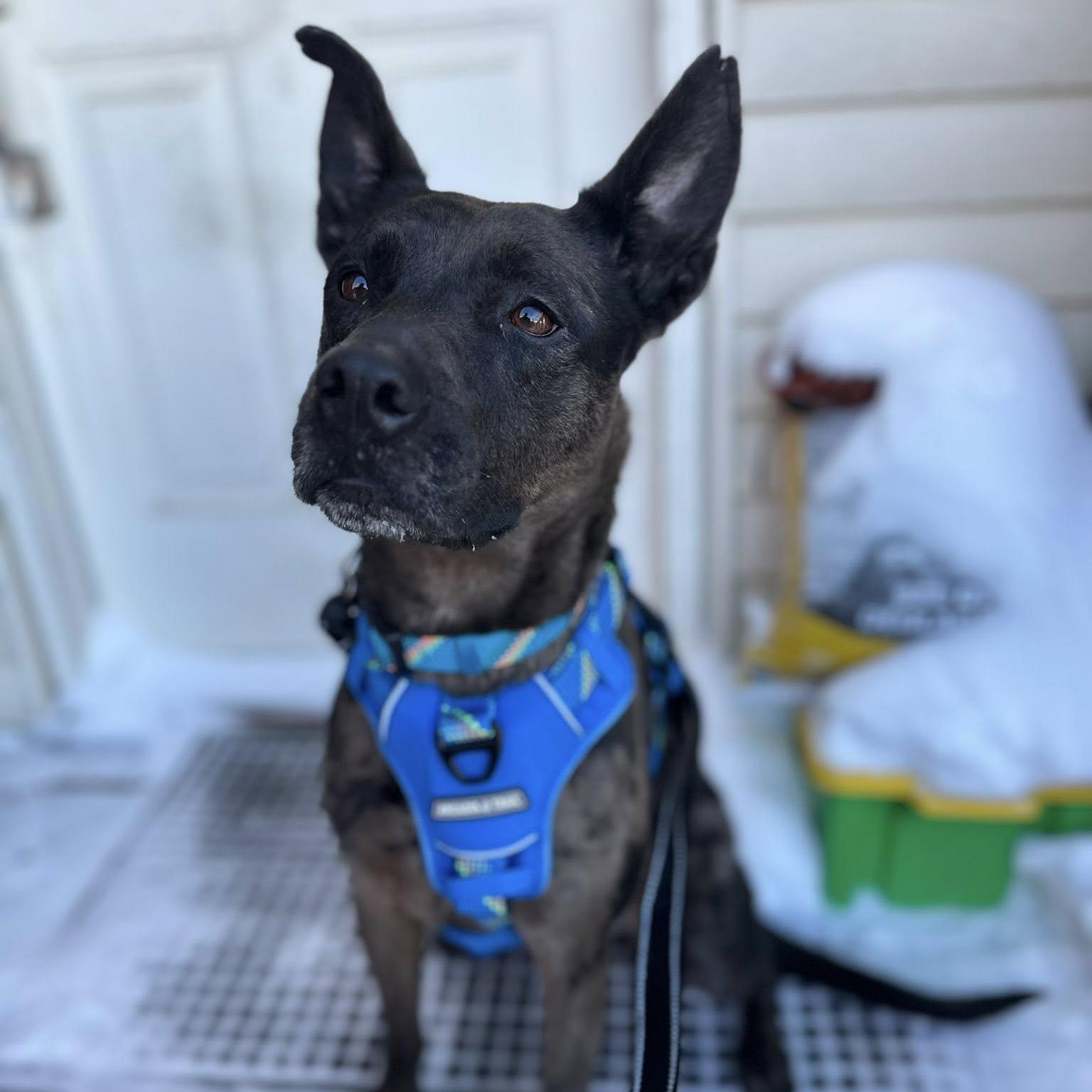 Enlarge Piper, a ADOPTABLE Catahoula Leopard Dog in Woodstock, ON image 5/6